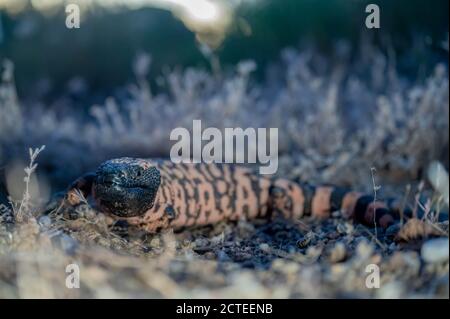 Gebändertes Gila Monster, (Heloderma Suspect cinctum), Mojave co., Arizona, USA. Stockfoto