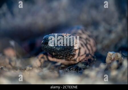 Gebändertes Gila Monster, (Heloderma Suspect cinctum), Mojave co., Arizona, USA. Stockfoto