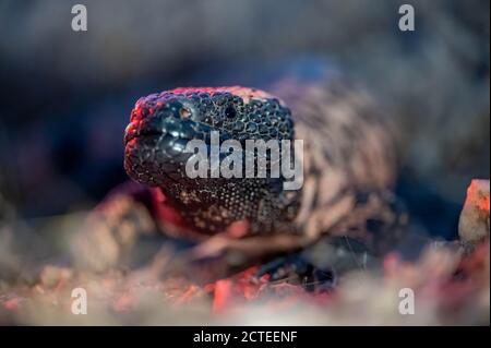 Gebändertes Gila Monster, (Heloderma Suspect cinctum), Mojave co., Arizona, USA. Stockfoto