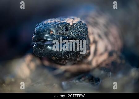 Gebändertes Gila Monster, (Heloderma Suspect cinctum), Mojave co., Arizona, USA. Stockfoto