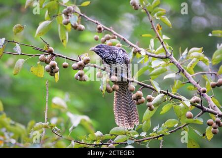 Vogel - Asian Koel Weibchen auf Waldfrüchten Baumzweig Stockfoto