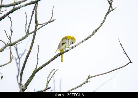 Vogel - Indianisches goldenes Oriole Weibchen auf Baumzweig Stockfoto