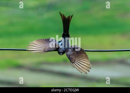 Vogel - Schwarzer Drongo, der Flügel ausbreitet und Schwanz nach oben Stockfoto
