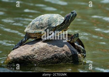 Schildkröte - zwei Wasserschildkröte auf über Stein Stockfoto