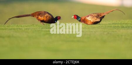 Laatzen, Deutschland. September 2020. Zwei Fasane (Phasianus colchicus) kämpfen auf dem Golfplatz Gleidingen. Laut Wissenschaftlern haben warmes Wetter und viele Mäuse die Zahl der Fasane in Niedersachsen positiv beeinflusst. Kredit: Julian Stratenschulte/dpa/Alamy Live Nachrichten Stockfoto