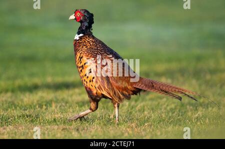 Laatzen, Deutschland. September 2020. Ein Fasan (Phasianus colchicus) verläuft über den Golfplatz Gleidingen. Laut Wissenschaftlern haben warmes Wetter und viele Mäuse die Zahl der Fasane in Niedersachsen positiv beeinflusst. Kredit: Julian Stratenschulte/dpa/Alamy Live Nachrichten Stockfoto