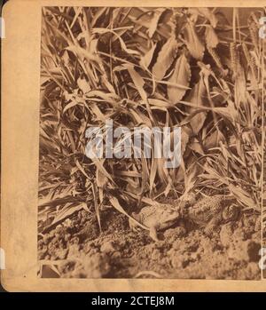 Unsere Käfer-Catchers., Wittick, Ben (1845-1903), New Mexico Stockfoto