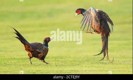 Laatzen, Deutschland. September 2020. Zwei Fasane (Phasianus colchicus) kämpfen auf dem Golfplatz Gleidingen um ihr Revier. Laut Wissenschaftlern haben warmes Wetter und viele Mäuse die Zahl der Fasane in Niedersachsen positiv beeinflusst. Kredit: Julian Stratenschulte/dpa/Alamy Live Nachrichten Stockfoto