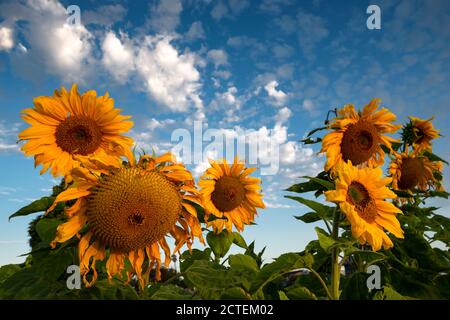 Sonnenblumen Stockfoto