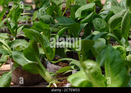 Nahaufnahme des frischen grünen pak Choy / bok choy in den Garten mit Polybeutel gepflanzt und bereit zu Als Lebensmittelzutaten geerntet werden Stockfoto