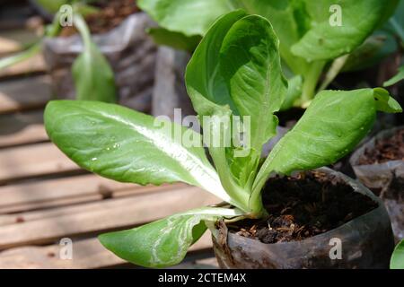 Nahaufnahme des frischen grünen pak Choy / bok choy in den Garten mit Polybeutel gepflanzt und bereit zu Als Lebensmittelzutaten geerntet werden Stockfoto