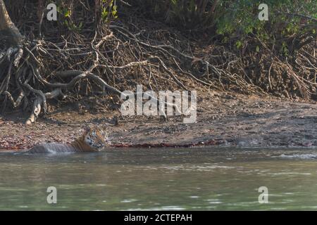 Erwachsener männlicher Bengaltiger, der sich nach einer schweren Mahlzeit im Flußwasser abkühlt und bei Sundarban Tiger Reserve, West Bengal, Indien, an der Küste patrouilliert Stockfoto
