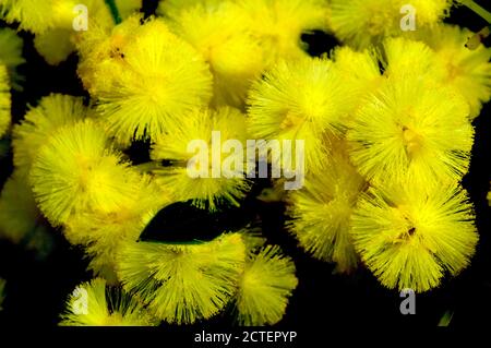 Wasserblüte im Frühling - Silber Wasserblume in voller Blüte mit einem Gummiblatt hervorstehend. Stockfoto