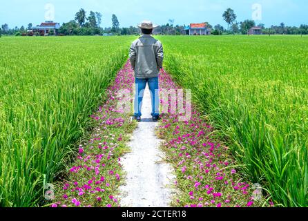 Man ging gegen Ende der Straße mit zwei Seiten entlang ist portulak Blume wunderschöne Blüte im Morgen, Szene, ländliche Landschaft schöne Stockfoto