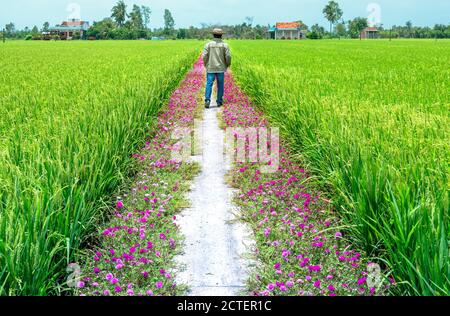 Man ging gegen Ende der Straße mit zwei Seiten entlang ist portulak Blume wunderschöne Blüte im Morgen, Szene, ländliche Landschaft schöne Stockfoto