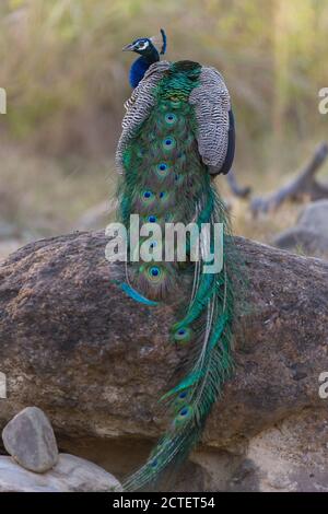 Erwachsene männliche indische Pfauenhühner thronten auf einem großen Felsbrocken in der Jhirna Range des Corbett National Park, Uttarakhand, Indien Stockfoto