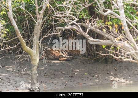 Alte weibliche Bengaltiger mit Katarakt im linken Auge ruht im Schatten während eines Sommernachmittages im Sundarban Tiger Reserve, West Bengal, Indien Stockfoto