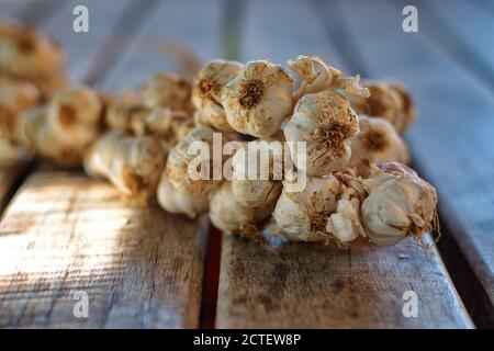 Weiße Knoblauchköpfe auf Holztisch Stockfoto