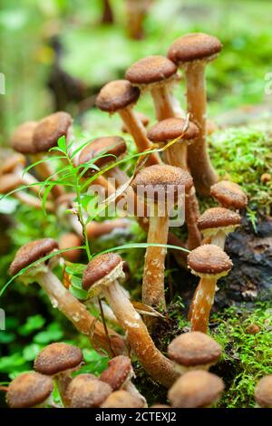 Pilze wachsen im Herbstwald. Armillaria mellea, allgemein bekannt als Honigpilz. Vertikales Foto mit selektivem Weichfokus Stockfoto