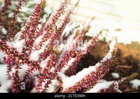 Heidekraut Blumen bedeckt mit Schnee, natürliche Makro-Foto. Calluna vulgaris bekannt als Heidekraut, Leng oder einfach Heidekraut Stockfoto