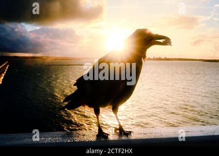 Mystic Hooded Crow, Corvus cornix, hält Walnuss in seinem Schnabel mit Sonnenaufgang über dem Meer auf dem Hintergrund. Künstlerische Filterung. Stockfoto