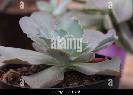 Echeveria 'Crinoline Ruffles' ist eine wunderschöne Sukkulente, die grüne Rosetten mit gekräuselten rosafarbenen Rändern hat. Diese Pflanze ist Dürre tolerant und ist eine Art von Stockfoto