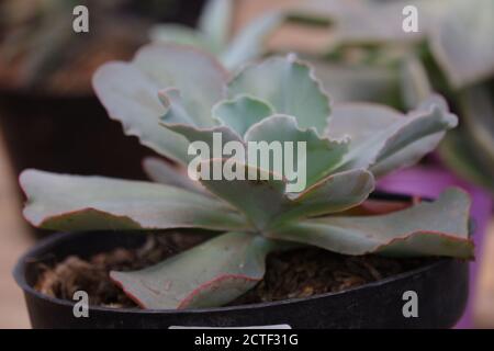 Echeveria 'Crinoline Ruffles' ist eine wunderschöne Sukkulente, die grüne Rosetten mit gekräuselten rosafarbenen Rändern hat. Diese Pflanze ist Dürre tolerant und ist eine Art von Stockfoto