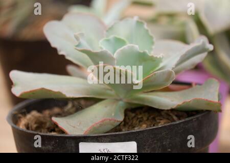 Echeveria 'Crinoline Ruffles' ist eine wunderschöne Sukkulente, die grüne Rosetten mit gekräuselten rosafarbenen Rändern hat. Diese Pflanze ist Dürre tolerant und ist eine Art von Stockfoto