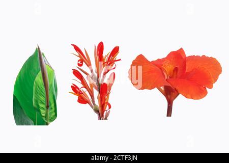 Rote Canna Blumen isoliert auf weißem Hintergrund Stockfoto