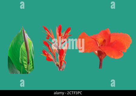 Rote Canna Blumen isoliert auf blauem Hintergrund Stockfoto