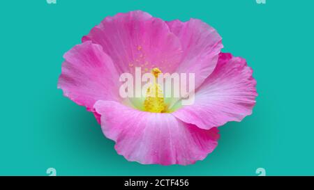 Schöne Blume Vektor, rosa Blume isoliert auf blauem Hintergrund Stockfoto