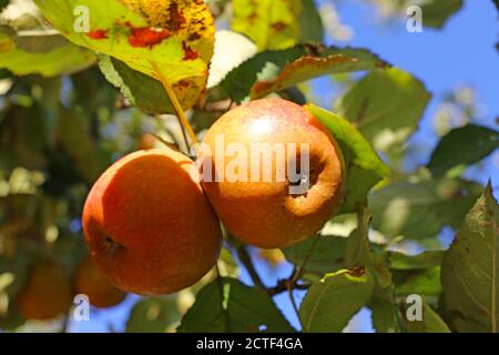 Reifer Apfel hängt an einem Baum Stockfoto