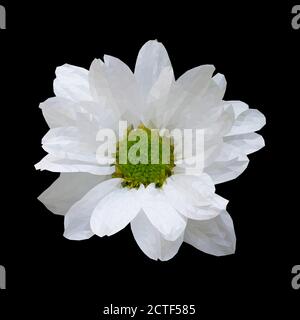 Vektor-Illustration von Kamillenblüte im Low-Poly-Stil. Polygon auf schwarzem Hintergrund isolieren. Stock Vektor