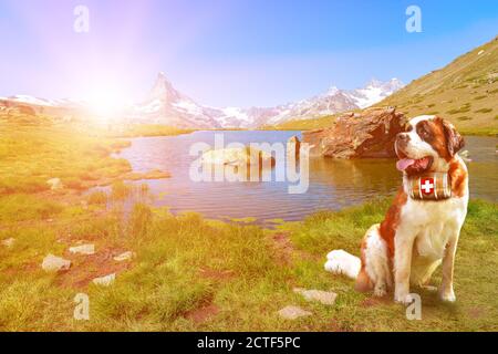 Saint Bernard Rettungshund mit einem Fass Schnaps im Stellisee See mit Matterhorn Peak. Mount Cervin der Schweizer Alpen spiegelt sich in Stellisee See by Stockfoto