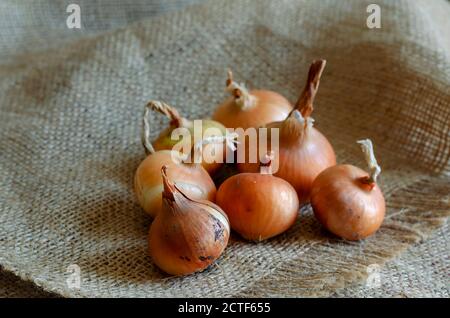 Eine Gruppe roher brauner Birnen auf dem Sack. Echtes Bauerngemüse in einer Schale mit Schmutz und Staub. Anbau von Gemüse. Landwirtschaftliche Erzeugnisse Stockfoto