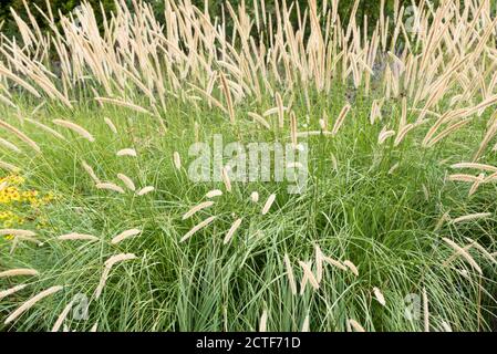 Lampenputzergras macrourum Stockfoto