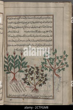 Ironwort; Feigenkraut, hastig Roger (Scrophularia lucida), gekennzeichnet als Sorten von saydîrîtîs rechts und Mitte; nicht Ironwort; möglicherweise Yarrow (Achillea sp.) wie auf f. 187v links, Standbild, 1889 - 1890, Mîrzâ Bâqir (fl. 19. jh.), Dioscorides Pedanius, von Anazarbos Stockfoto