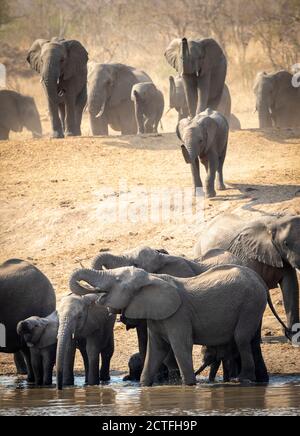 Große Elefantenherde, die in seichtem Wasser steht und in Kruger trinkt Park in Südafrika Stockfoto