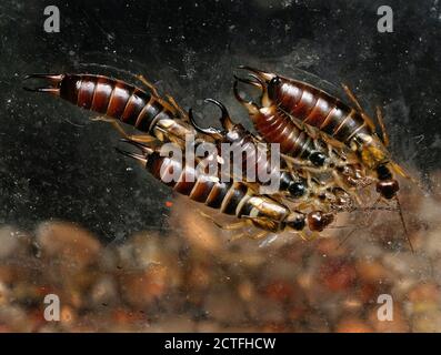 Ohrwanzen bilden die Insektenordnung Dermaptera. Mit etwa 2,000 Arten in 12 Familien gehören sie zu den kleineren Insektenordnungen Stockfoto