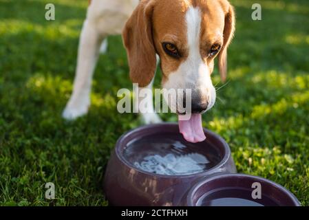 Beagle Hund Trinkwasser zum Abkühlen im Schatten auf Gras versteckt vor der Sommersonne. Stockfoto