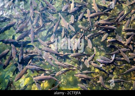 Viele Forellenfische in einem Teich mit Süßwasserblick von oben auf einer Fischfarm. Hochwertige Fotos Stockfoto