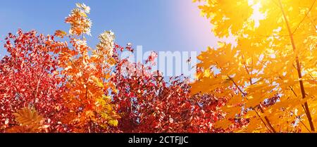 Bunte Herbstbäume gegen blauen Himmel. Stockfoto