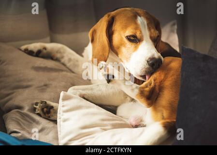 Beagle Hund beißt seine juckende Haut auf die Beine. Hautproblem allergische Reaktion. Stockfoto