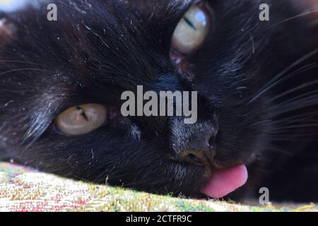 Lustige schwarze Katze mit Zunge heraus ragen Stockfoto