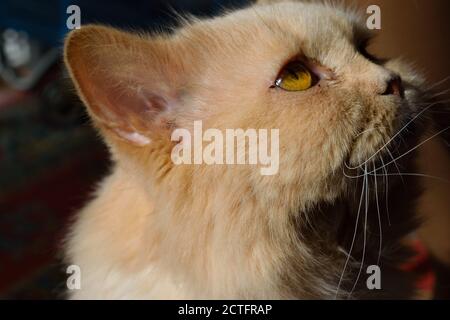 Retten Sie Katze mit geschwollenem Zahnfleisch von der Gum-Krankheit Stockfoto