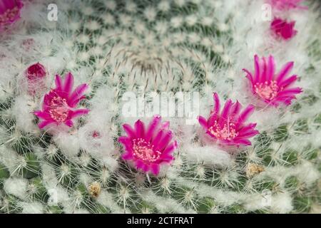 Rosa und rote Blüten auf einer saftigen Kaktuspflanze. Stockfoto