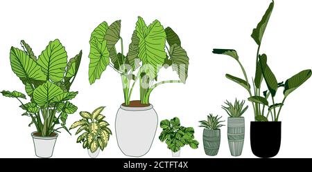 Alocasia, Dieffenbachia, Strelitzia und Haworthia. Zimmerpflanzen Sammlung in einem Topf isoliert auf weißem Hintergrund. Startseite Blumen Cliparts. Stock Vektor