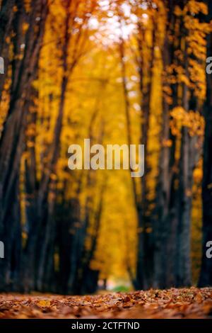 Herbst Wald Natur. Lindenallee mit gelben Blättern, gestresener Weg. Konzept Stimmung Melancholie, Sterblichkeit sehnsüchtiger Hintergrund Stockfoto