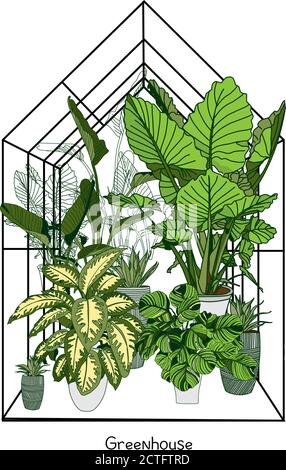 Gewächshaus Illustration auf weißem Hintergrund. Blumenhaus. Wintergarten. Gartenbau und LKW-Landwirtschaft Konzept. Exotische Zimmerpflanze... Stock Vektor