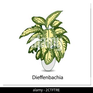 Dieffenbachia. Indoor Topfpflanze isoliert auf weißem Hintergrund. Startseite Blumen Cliparts. Stock Vektor